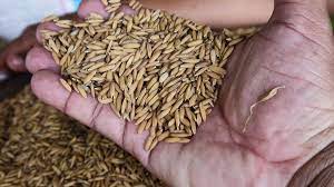 Featured image for “Productores de arroz, maíz y leche han recibido más de $145 millones a través del programa de Compensación de precios del MIDA”
