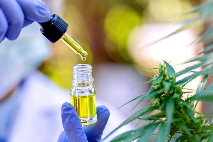 Featured image for “Minsa admite recursos de reconsideración de 3 empresas para obtención de la licencia de cannabis medicinal”