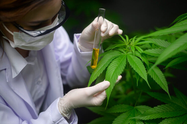 Noticia Radio Panamá | Siete empresas podrán fabricar cannabis medicinal en Panamá