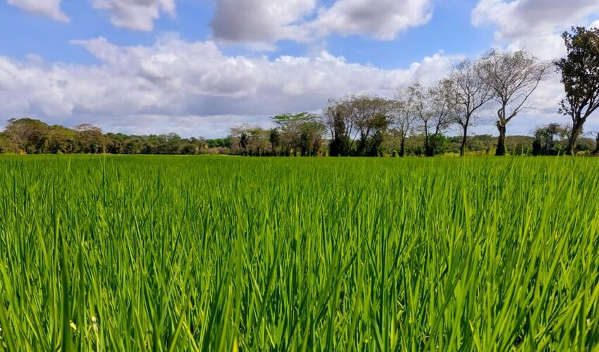 Featured image for “MIDA presenta informe de avance de siembra y cosecha de arroz”