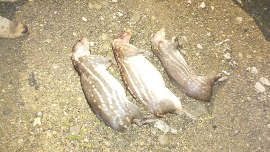 Featured image for “Investigan caza ilegal de conejos pintados en costa arriba de colón”