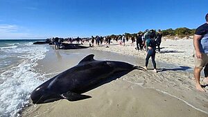 “Unas 150 ballenas quedaron varadas en Australia y 30 murieron”