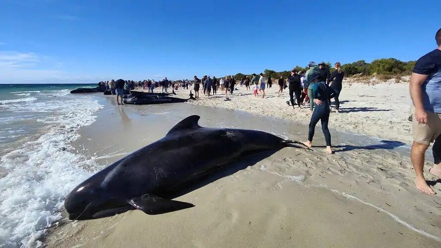 Featured image for “Unas 150 ballenas quedaron varadas en Australia y 30 murieron”