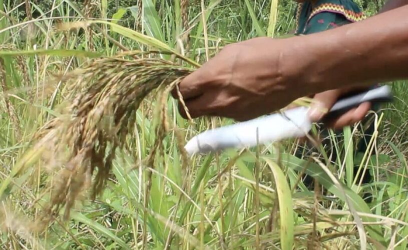 Noticia Radio Panamá | “Productores de arroz y maíz continúan recibiendo pagos por compensación”