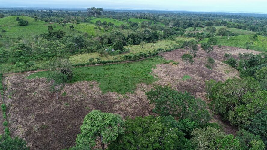 Featured image for “Deforestación y comercio ilegal ponen en riesgo los bosques naturales en Darién”