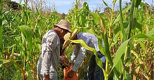 “Productores de maíz piden al MIDA evitar eliminación de la merienda escolar propuesta por MEDUCA”