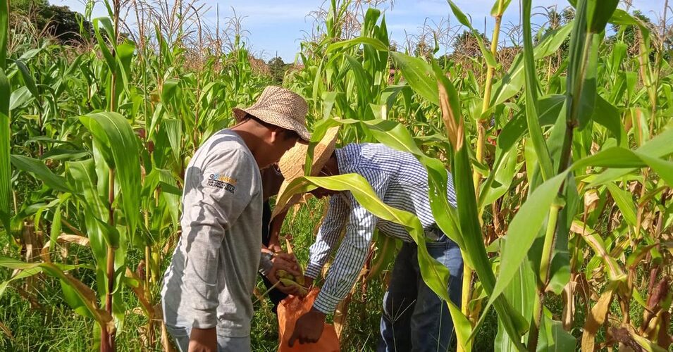 Noticia Radio Panamá | “Productores de maíz piden al MIDA evitar eliminación de la merienda escolar propuesta por MEDUCA”