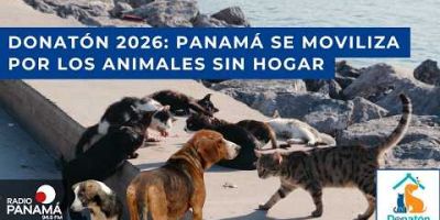 Panamá se une por los ‘peluditos’: llega la Donatón por los animales sin hogar este fin de semana