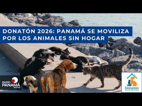 Panamá se une por los ‘peluditos’: llega la Donatón por los animales sin hogar este fin de semana