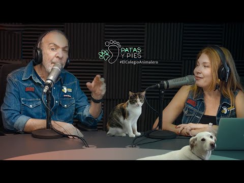 PATAS Y PIES  07 DE FEBRERO 2026, PATICIERO noticias animaleros locales e internacionales.